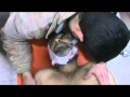 باباعمرو أب يلفظ أنفاسه الأخيرة أمام ابنه 8 2 2012