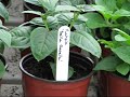 Gardening Tips Gardening Tips