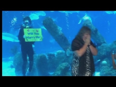 Shark Tank Proposal