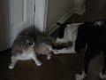 Gadget and Tacey Gadget and Tacey
