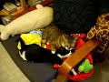 Geebu and  Bugil  getting along together!