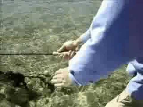 Fly Fishing Everglades Snook And ...