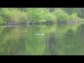 Click here to watch this video Loon in Piper Cove