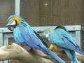 Macaw????????????????????? Macaw?????????????????????