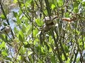 Fledgling Bushtits - 06/07/07