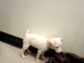 videos de Jack Russell Puppy
