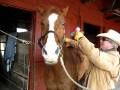 videos de How to Dry your Horse Quickly on a Cold Day.