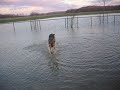 I took Odin to the dog park in the dead of winter, and it was about -12.5 deg C with a strong wind. We were the only ones at the park, and what does Odin immediately do? Ja, go swimming (hence the vid