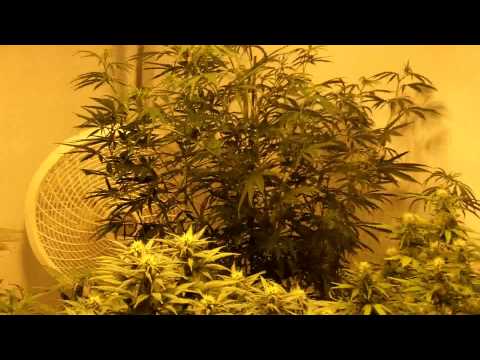 blue berry weed