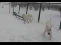 Dogo Argentino video