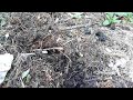 Growing garden soil pt. 3 Growing garden soil pt. 3
