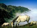 artvin t�rkiye t�rk� atabar? g�rc� g�rcistan kafkas