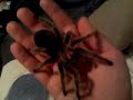 Rose Hair Tarantula Rose Hair Tarantula