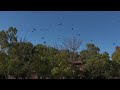 多すぎるカラスを怖がることなく渡りをするハリスホーク