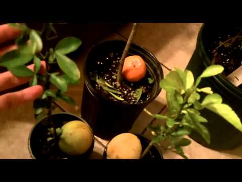 how to grow yuzu