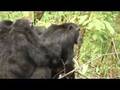 Bruce Parry endorses WWW.Chimpanzee.TV