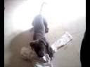 gray blue nose puppies with papers for sale . extra blue kennels also have red nose puppy