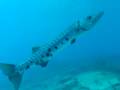 videos de Psycho the Barracuda