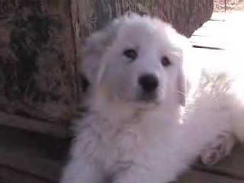 Great Pyrenees Puppies