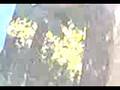 videos de bomba