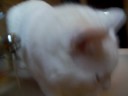 Katze kämpft mit dem wasserhahn