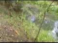 videos de Peterson ck & stinging plant
