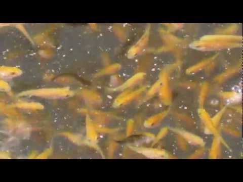 how to grow kweek grass