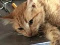 campaña de castración de mascotas