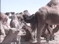 paisajes del Sahara Occidental ocupado