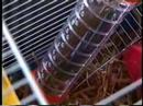 Onze hamsters