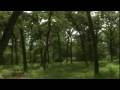 Wooded Property for Sale - King Oaks