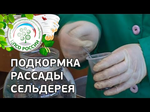 Когда как и чем подкормить сельдерей. Подкормка рассады сельдерея.