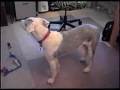 Old English Sheepdog & Boston Terrier Love Gary Oldman Part1 Old English Sheepdog & Boston Terrier Love Gary Oldman Part1