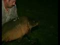 La Graviers - Scarred Carp - 57lb 11oz - Scar - Frank Warwick