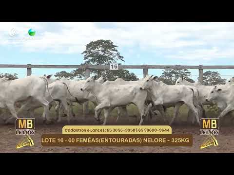 545� LEIL�O VIRTUAL MB LEIL�ES