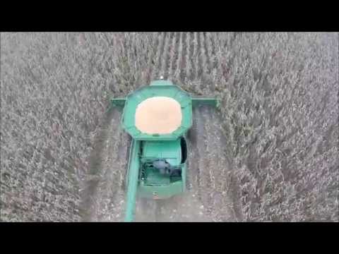 how to harvest popcorn