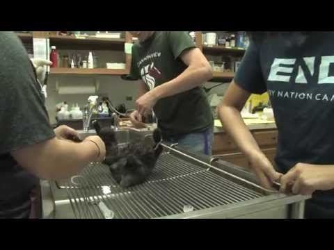 how to control feral cats