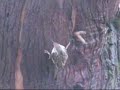 Tree Creeper