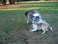 Shelties Playing (16 month vs 3 month old)