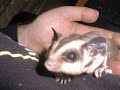 Sugar Glider Information