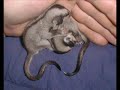 Sugar Glider Information