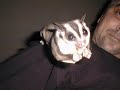 Sugar Glider Information