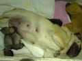 Ms. Daisy's pups ~ 3 girls and 1 boy