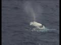 Migaloo -  Albino  Humpback Whale on The Great Barrier Reef