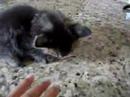 Crazy Kitties