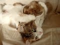 異種愛 フェネックのママは猫！ ダッコしてあげる