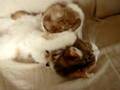 異種愛 フェネックのママは猫! ダッコしてあげる