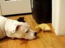 Dog and Duckling