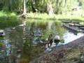 Goose TV (tribute to Goldie)