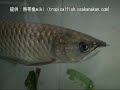 ?????????????Gulf saratoga?????Scleropages jardinii ?????????????Gulf saratoga?????Scleropages jardinii